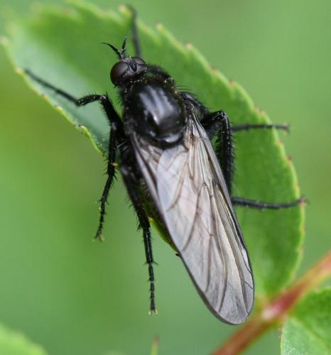 Empis ciliata